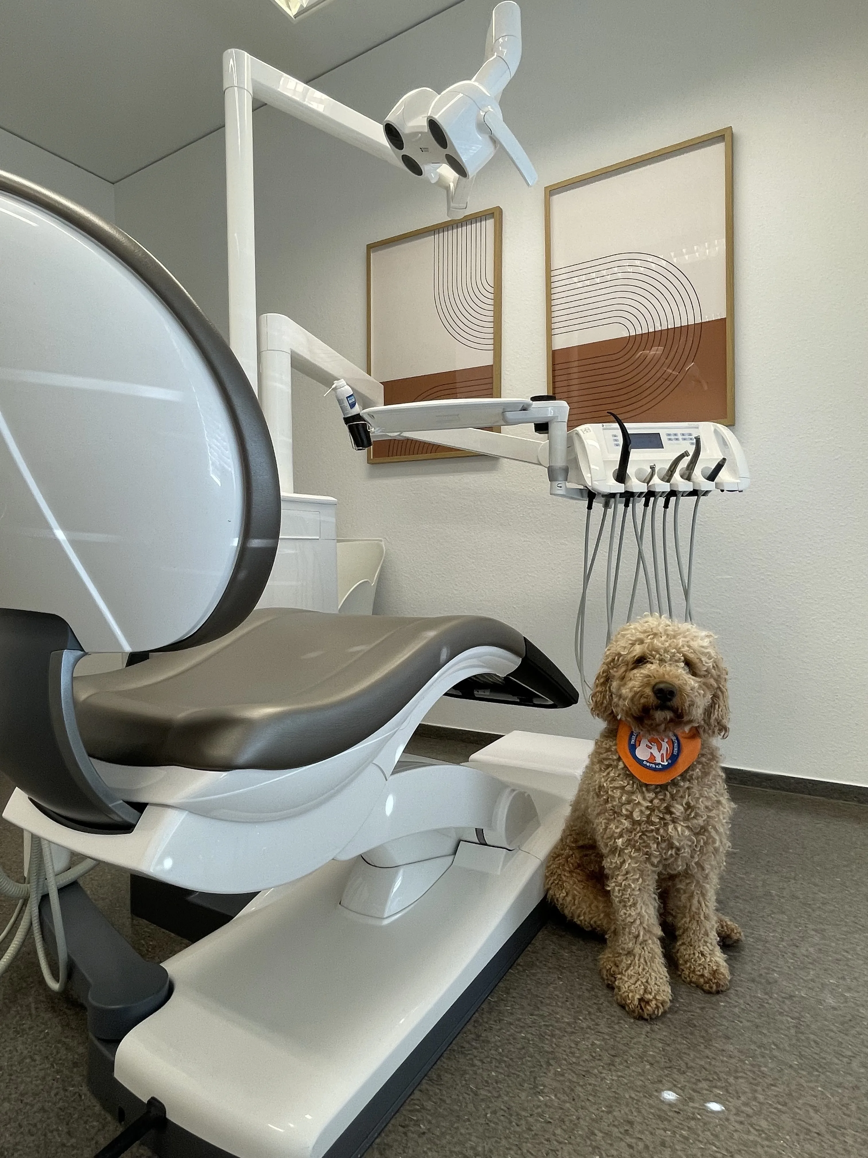 Therapiehund Oskar sitzt im Behandlungszimmer der Zahnärzte im Rod