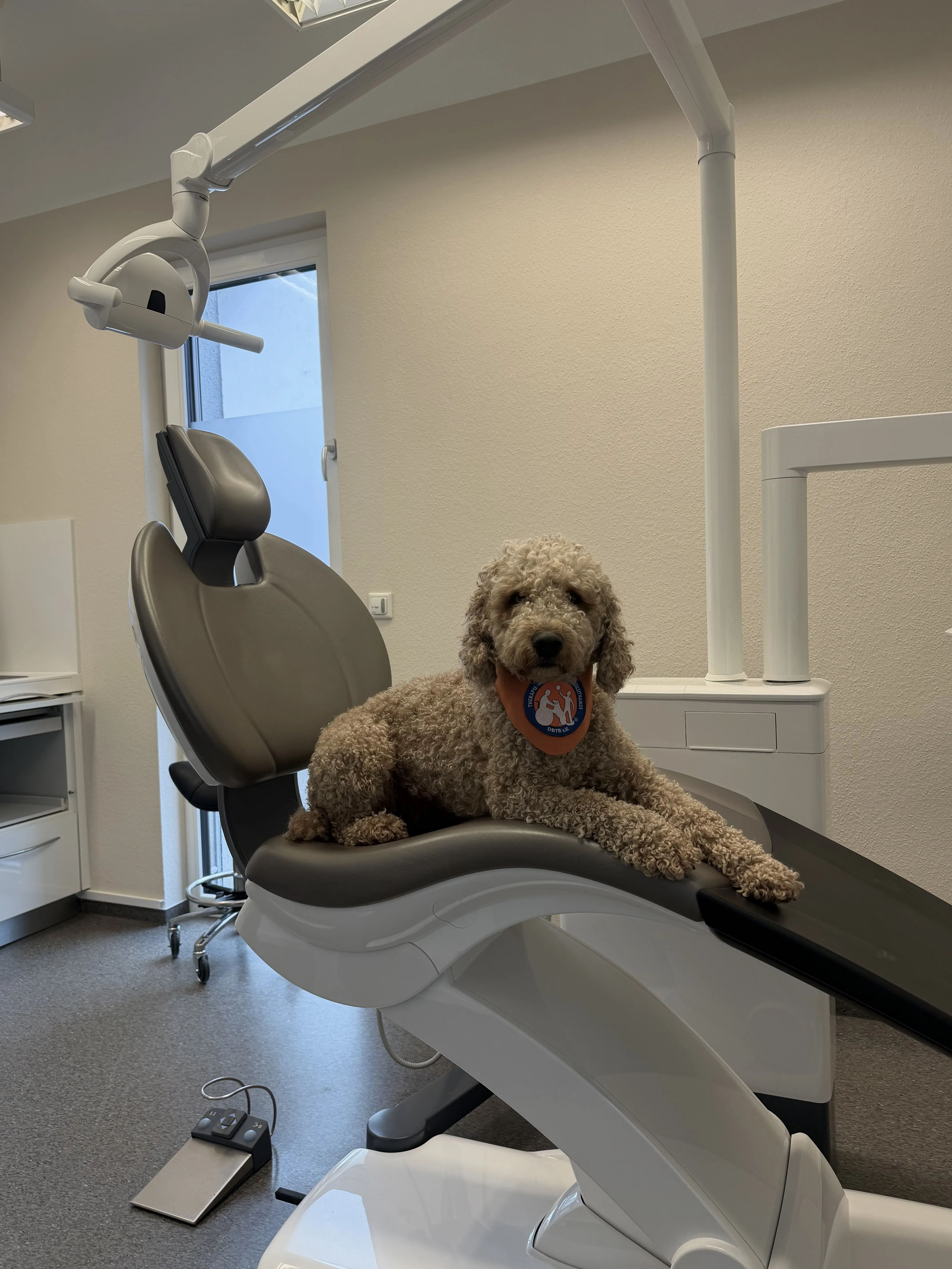 Oskar, der Therapiehund der Praxis Zahnärzte im Rod, liegt entspannt auf dem Behandlungsstuhl